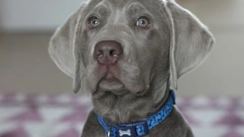 Head shot of 14 week old male silver labrador puppy Stock Footage 240753820