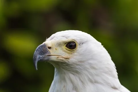 Head shot of an African Fish Eagle Stock Photos