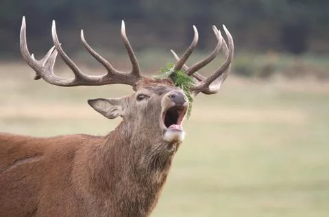 A head shot of a bellowing Red Deer Stag (Cervus elaphus) in rutting season. Stock Photos