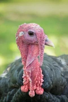 Head shot of a black turkey (Meleagris genus) Stock Photos