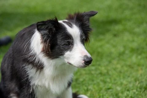 Head shot of Border Collie. Selective focus on the dog Stock Photos