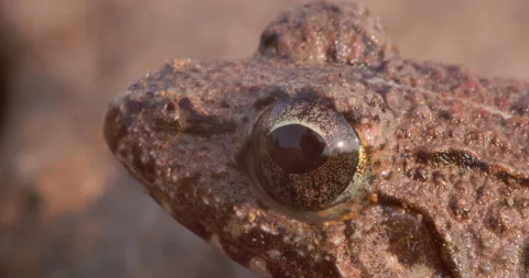 Head shot bull frog Stock Footage 338424507