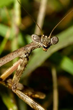 A head shot close up macro lens image of an adult Carolina mantis  on a plant Stock Photos