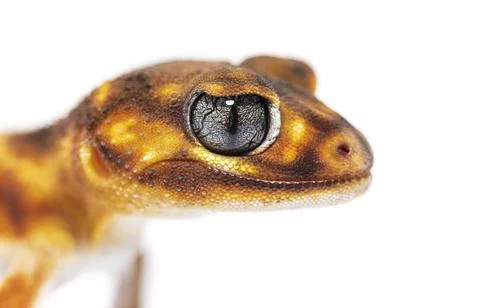 Head shot, close-up of a Three-lined knob-tailed gecko head, Nep Foto stock