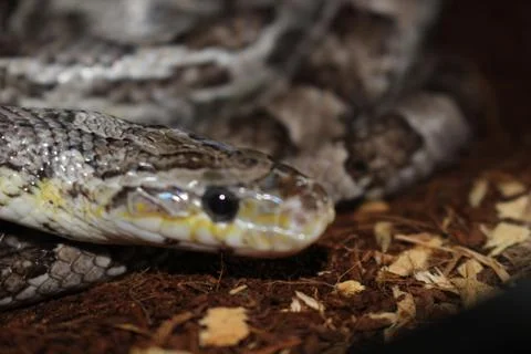 Head Shot of a Corn Snake Stock Photos