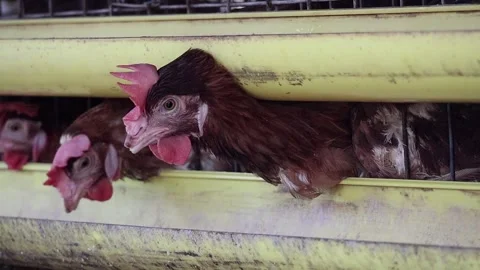 Head-shot: Curious brown layer hen on farm, looking into camera in daylight. Stock Footage 320588084