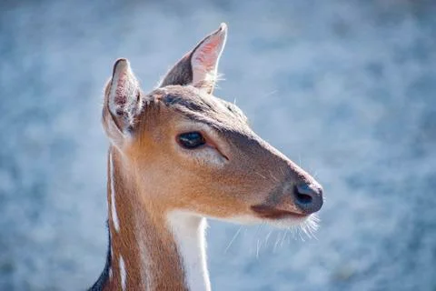 Head shot of a deer. Stock Photos