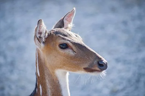 Head shot of a deer. Stock Photos