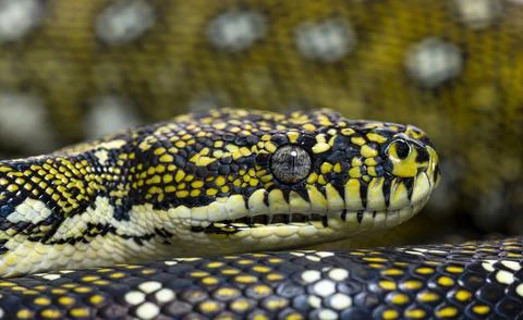 Head shot of a Diamond python, Morelia spilota spilota Stock Photos