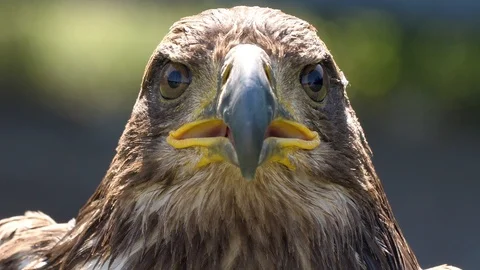Head on shot of goofy looking eagle Stock Footage 116116542