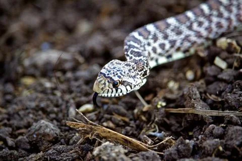 Head Shot of Gopher Snake Slithering Over Soil Stock Photos