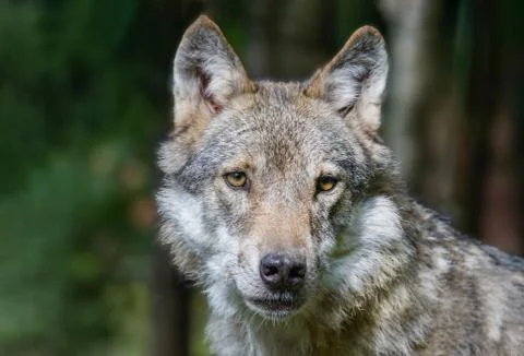 Head shot of grey wolf (Canis lupus) Wildlife photo Stock Photos