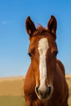 Head shot of a horse Stock Photos