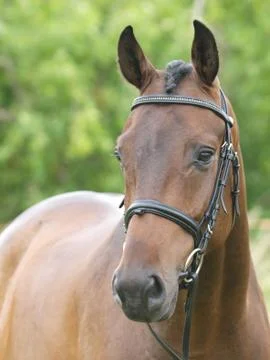Head Shot of Horse in the Show Ring Stock Photos