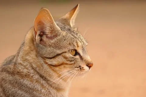 Head shot image of cat , copy space animal background Stock Photos