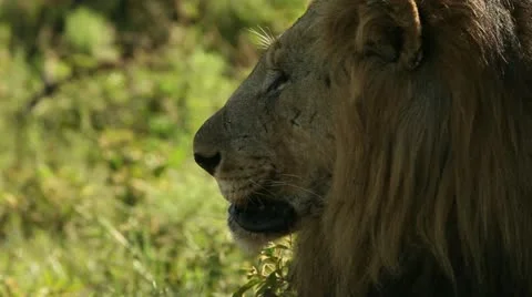Head shot of Lion Stock Footage 21948198