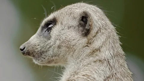 Head shot of meerkat Stock Footage 113992768