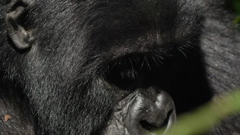 Head shot of a mountain gorilla in Uganda. Slow motion Stock-Footage 342786272
