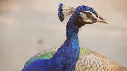 Head shot of Peacock looking around 库存影片 96444063