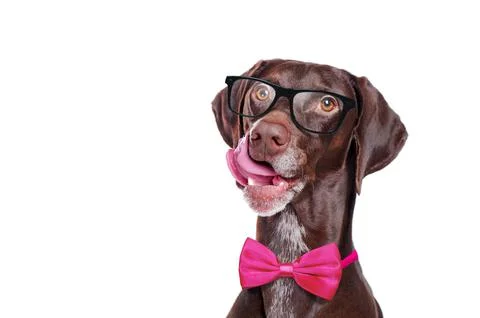 Head shot of a pointer dog in glasses and bow tie licking of hunger Stock Photos