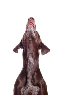 Head shot of pointer dog looking staight up to the copy space area Stock Photos