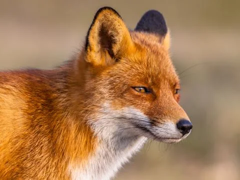 Head shot of Red fox Foto stock