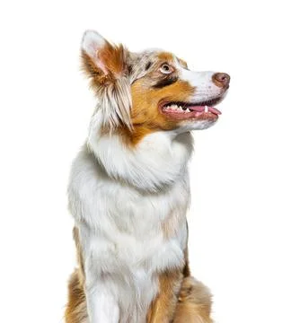 Head shot of a Red merle australian shepherd panting and looking up Stock Photos