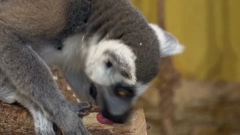 Head shot of a ring tailed lemur (lemur catta) Stock Footage 167930126
