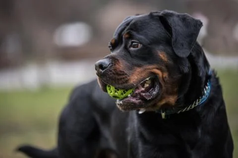 Head shot of Rottweiler .selective focus Stock Photos