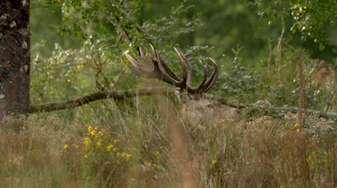 Head shot of Stag bugling. Stock Footage 22670070