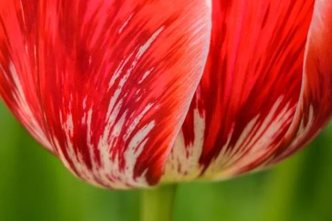 Head shot of a tulip on macro Stock Photos