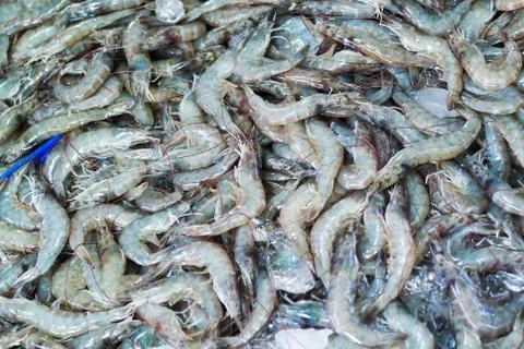 Head-on shrimp Foto stock