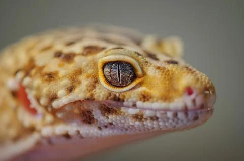 Head from side of common leopard gecko. Lizard Stockfoto's