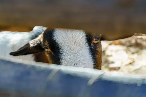 Head of silly looking black goat Stock Photos