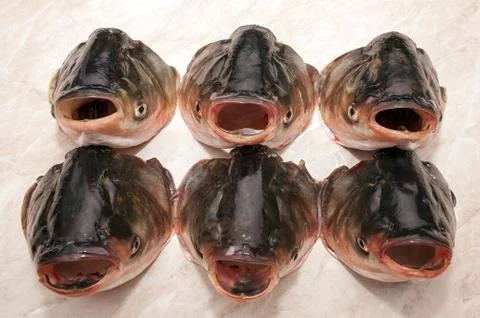 Head silver carp Stock Photos