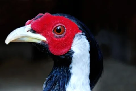 Head of a silver pheasant Stock Photos