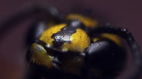 The head of a single wasp in close-up. The faceted structure of the eyes under Stock Footage 161141348
