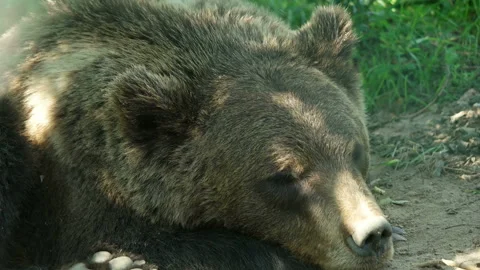 Head of a sleeping bear close up Stock Footage 113099433