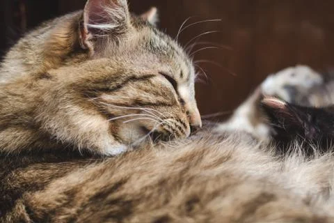 Head of a sleeping beautiful fluffy striped cat, side view, close-up Stock Photos