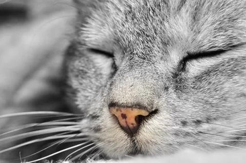 Head of a sleeping cat in gray Stock Photos