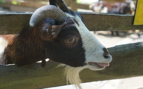 Head of small goat with an expression Stock-Fotos