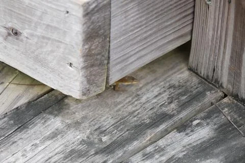 Head of small lizard peeking from underneath wood Stock Photos
