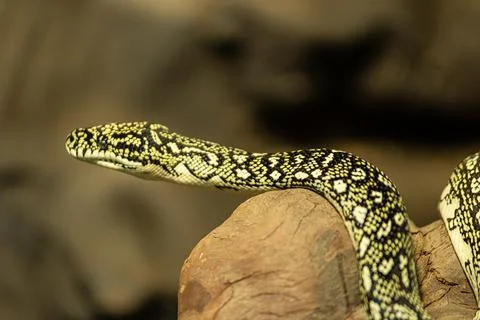 Head of snake and eye Stock Photos