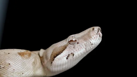 Head of snake close up. Beautiful Macro snake portrait. Camouflage predator serp Stock Footage 113352944