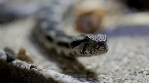 Head of the snake Video stock 74875372