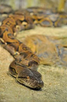 Head of a snake 库存照片