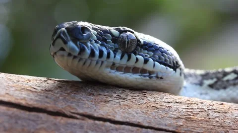 Head of Snake Reptile Diamond Python Video stock 49105254
