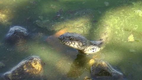 Head a Snake River Natrix reptile Stock Video Pond5