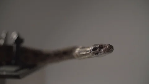 Head of Snake. Sudio super slow motion Stock Footage 101865715