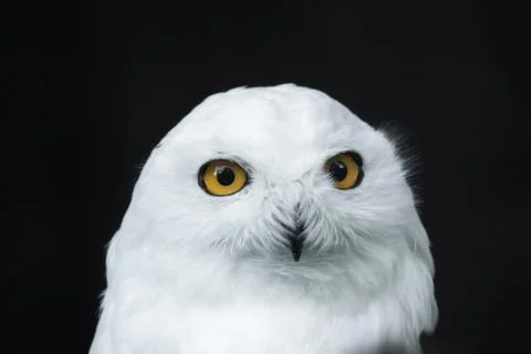 The head of a snow owl Foto stock
